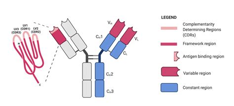 CDR Structure