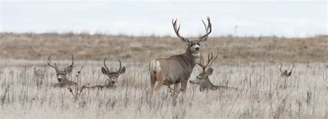 Deer Hunting in South Dakota 1