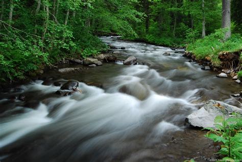 Forest River Gallery