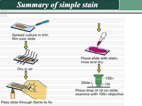 Microbiological Staining Techniques Sample