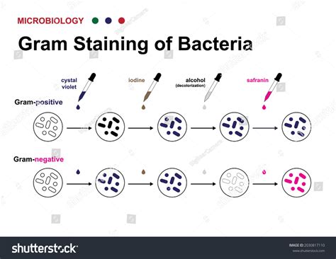 Microbiological Staining Techniques