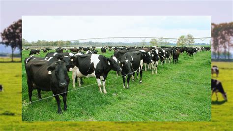 Pasture Management Practices