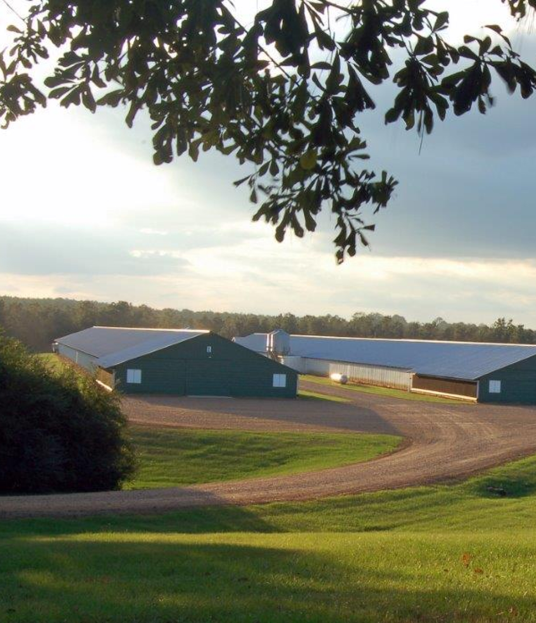 Sanderson Farms Careers