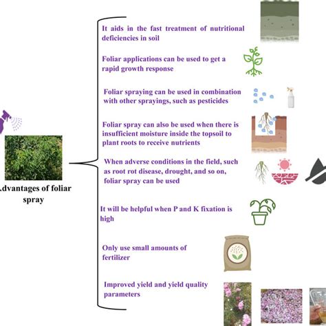 Triclopyr Foliar Application