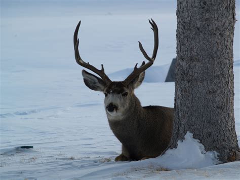 Wyoming Mule Deer Application Tips